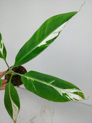 Musa Aeae Kuikawa Variegata