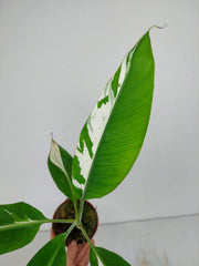 Musa Aeae Kuikawa Variegata