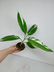 Musa Aeae Kuikawa Variegata