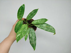 Raphidophora Elliptica Mint