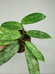 Raphidophora Elliptica Mint