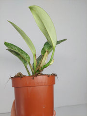 Raphidophora Elliptica Mint