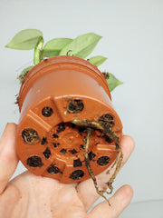 Raphidophora Elliptica Mint