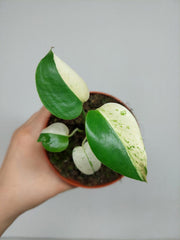 Monstera Jungle Mint