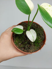 Monstera Jungle Mint