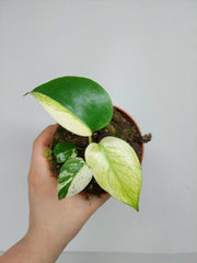 Monstera Jungle Mint
