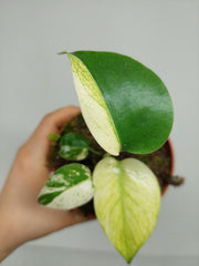 Monstera Jungle Mint