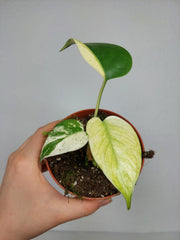 Monstera Jungle Mint