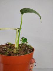 Monstera Jungle Mint