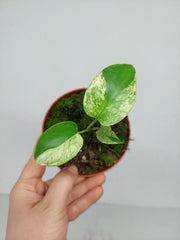 Monstera Jungle Mint