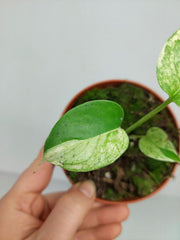 Monstera Jungle Mint