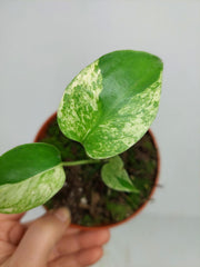 Monstera Jungle Mint