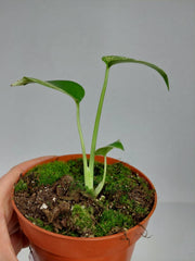 Monstera Jungle Mint