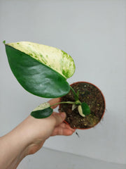 Monstera Jungle Mint