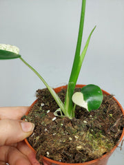 Monstera Jungle Mint
