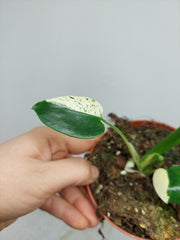 Monstera Jungle Mint