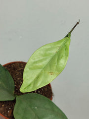 Hoya Coriacea Silver