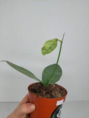 Hoya Coriacea Silver
