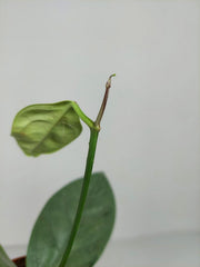Hoya Coriacea Silver