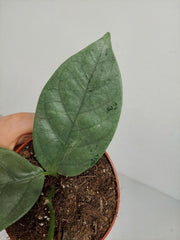 Hoya Coriacea Silver