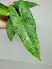 Alocasia Sulawesi Green Carpet Aurea