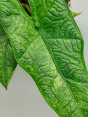 Alocasia Sulawesi Green Carpet Aurea