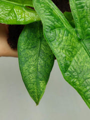 Alocasia Sulawesi Green Carpet Aurea