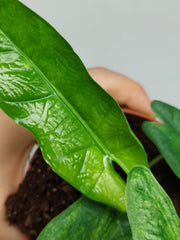 Alocasia Sulawesi Green Carpet Aurea