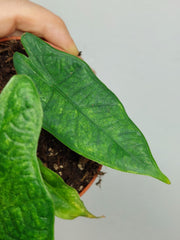 Alocasia Sulawesi Green Carpet Aurea