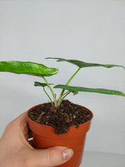 Alocasia Sulawesi Green Carpet Aurea