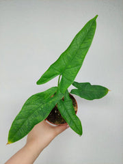 Alocasia Sulawesi Green Carpet Aurea