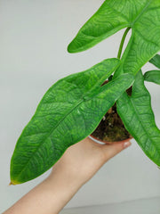 Alocasia Sulawesi Green Carpet Aurea