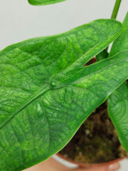 Alocasia Sulawesi Green Carpet Aurea