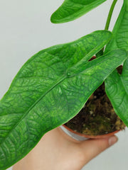 Alocasia Sulawesi Green Carpet Aurea
