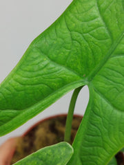 Alocasia Sulawesi Green Carpet Aurea