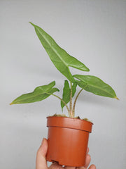Alocasia Sulawesi Green Carpet Aurea