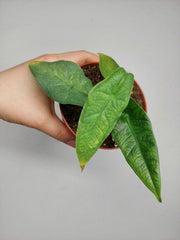 Alocasia Sulawesi Green Carpet Aurea