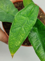 Alocasia Sulawesi Green Carpet Aurea