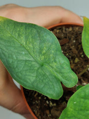 Alocasia Sulawesi Green Carpet Aurea
