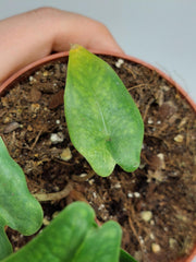 Alocasia Sulawesi Green Carpet Aurea