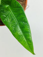 Alocasia Sulawesi Green Carpet Aurea