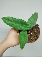 Alocasia Sulawesi Green Carpet Aurea