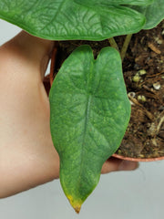 Alocasia Sulawesi Green Carpet Aurea