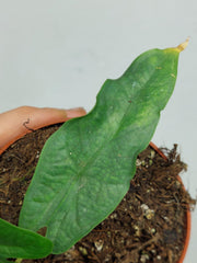 Alocasia Sulawesi Green Carpet Aurea