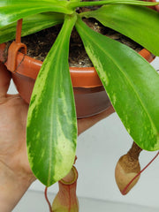 Nepenthes Alata Variegata