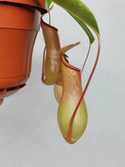 Nepenthes Alata Variegata