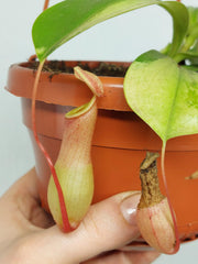 Nepenthes Alata Variegata