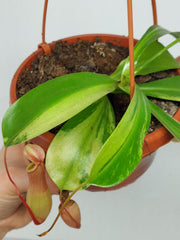 Nepenthes Alata Variegata