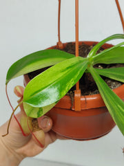 Nepenthes Alata Variegata