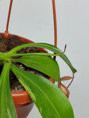 Nepenthes Alata Variegata